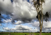 江南体育:本地球迷远赴越南 “一枝独秀”为雄狮队打气.